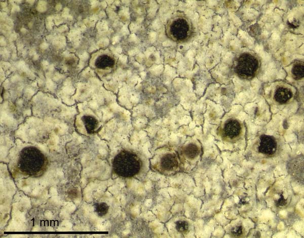 Buellia hyperbolica photo